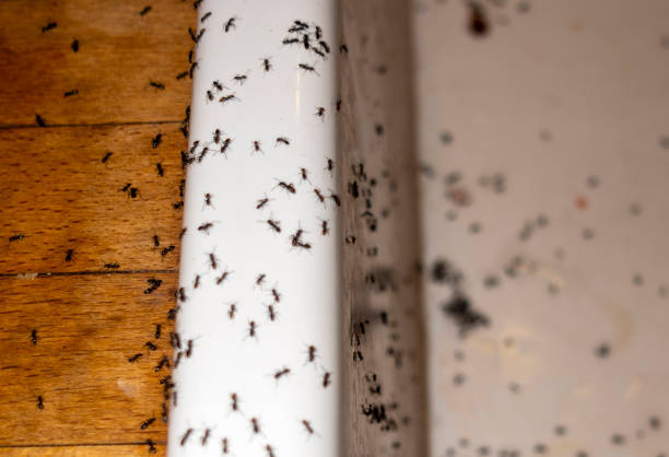 Best Cockroach Control Services  in Ruston, LA